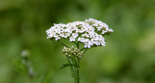 Duizendblad: Achillea millefolium