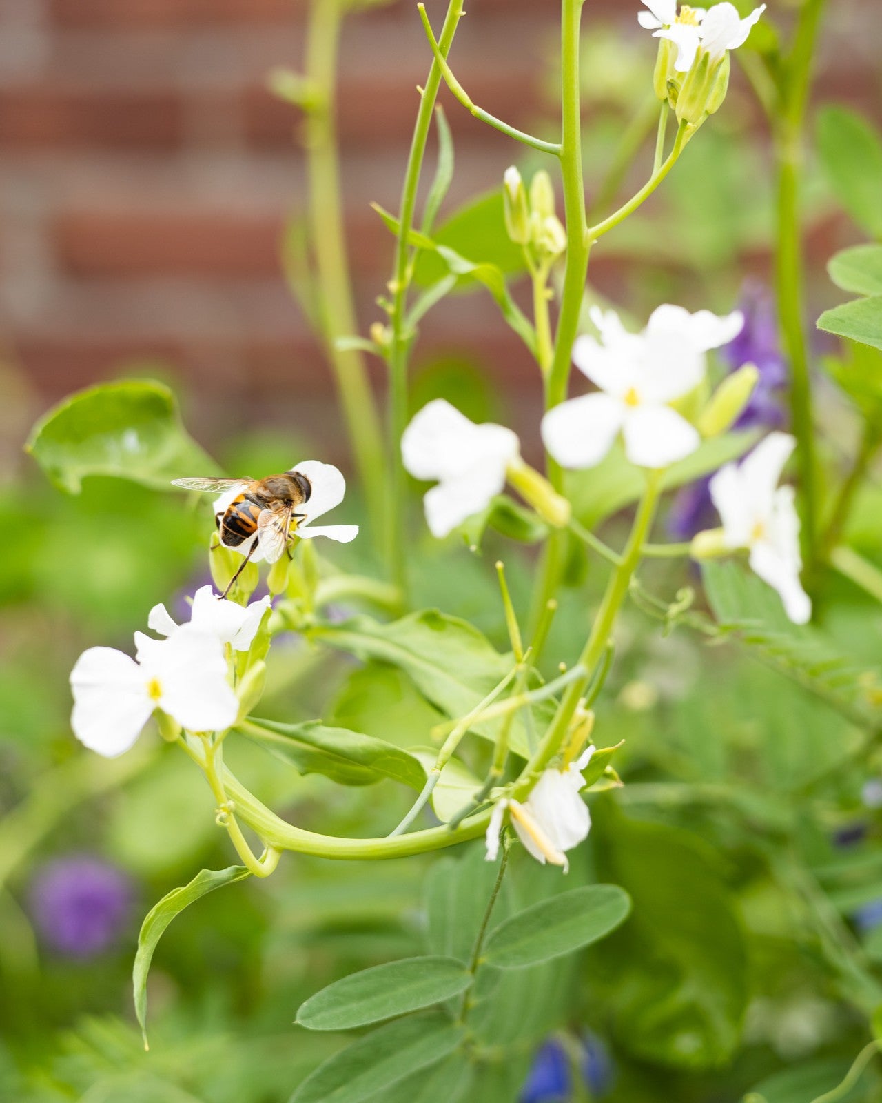 Blossombs Kaart met 1 bloembommetje - Pink House