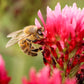 Weggeefcadeautje met 3 Blossombs zaadbommetjes