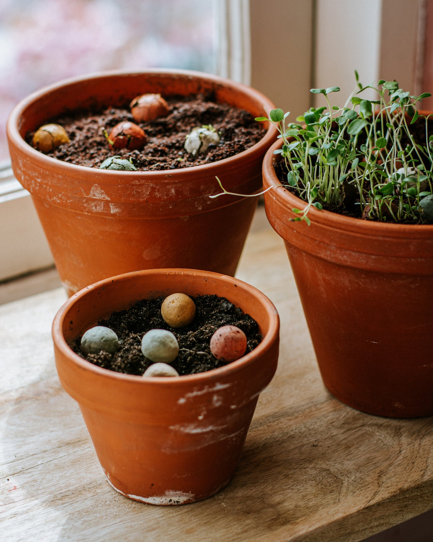 Cadeau eierdoosje met 6 zaadbommetjes