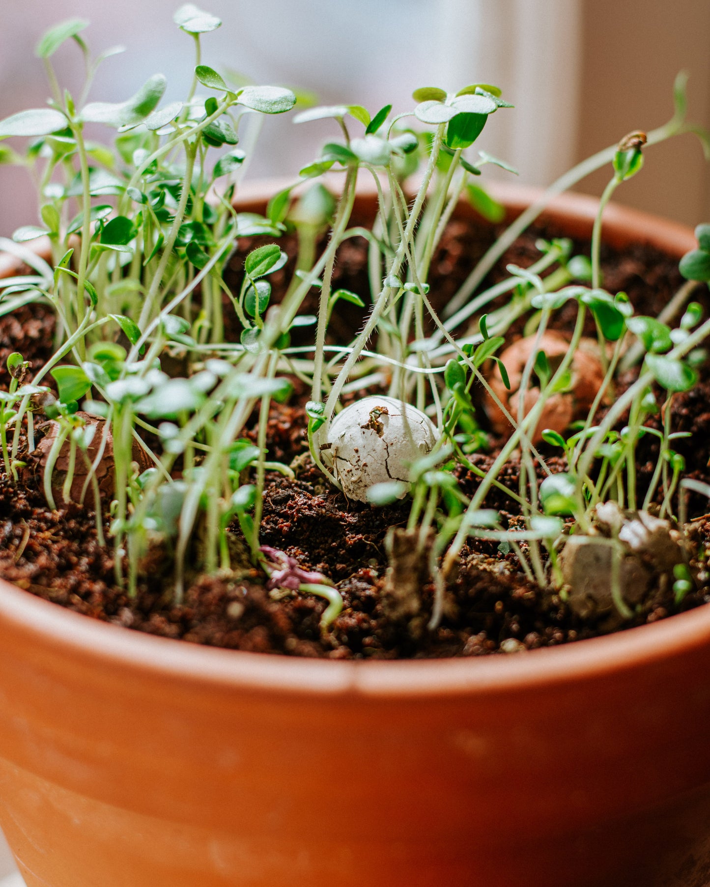 Gift Box Small met 7 zaadbommetjes - Lucky Gardening