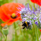 Vlaggenlijn met Blossombs zaadbommetjes